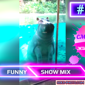 Смешные ЖИВОТНЫЕ FUNNY SHOW MIX # 28#смешныеживотные #котики #собаки #